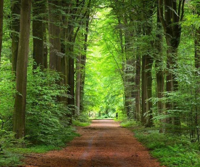 Pourquoi la nature nous fait du bien ? Guebwiller