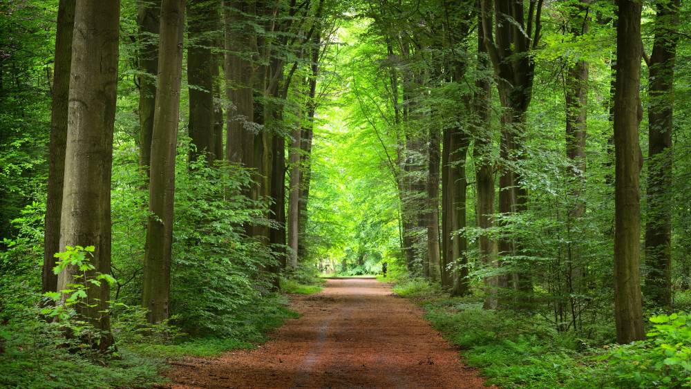 NATURE_FAIT_DU_BIEN | Camping de Masevaux Pourquoi la nature nous fait du bien ? Guebwiller